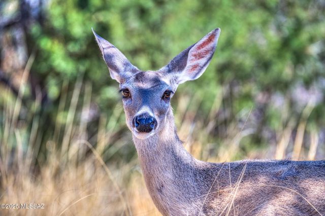 10185 S Bailando Rio, Hereford, AZ 85615