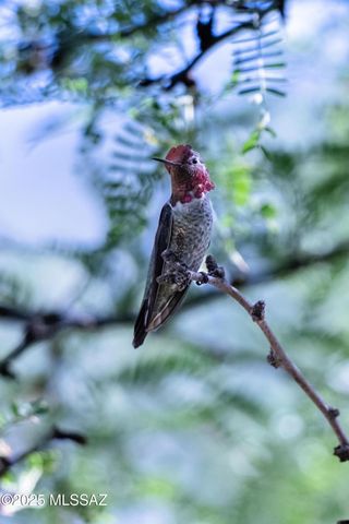 10185 S Bailando Rio, Hereford, AZ 85615