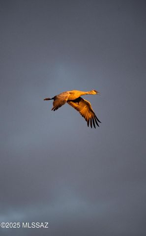 10185 S Bailando Rio, Hereford, AZ 85615