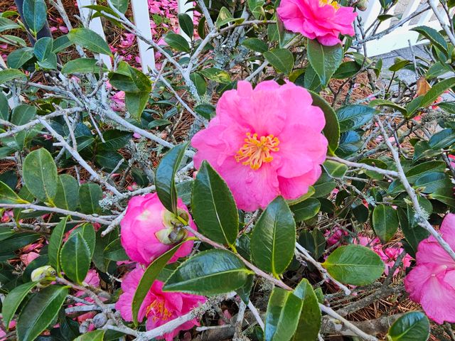 1271 Ainsworth Drive, Gulf Breeze, FL 32563