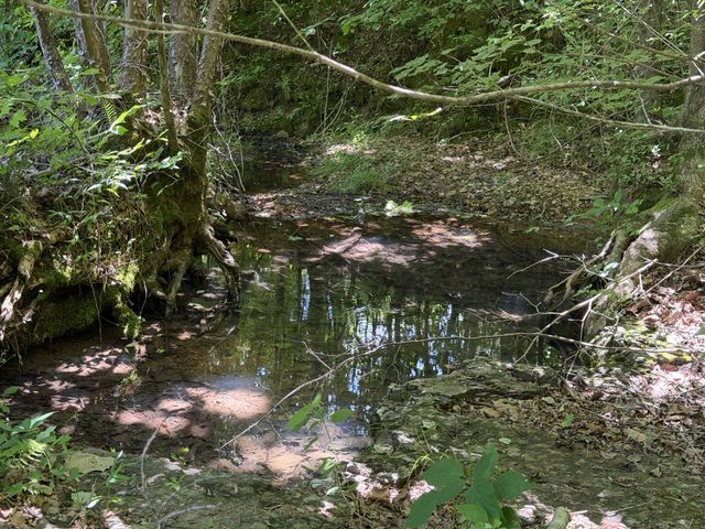 215 Bar Bee Rd, Hohenwald, TN 38462