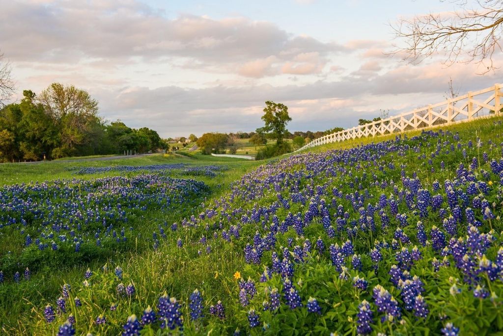 Image 7 of property listing at 000 Lot 29 Winding Branch, Chappell Hill, TX 77426