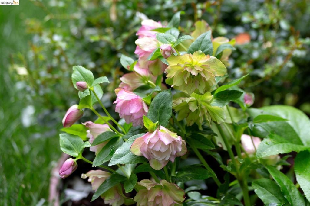 Image 55 of property listing at 153 Arbor Dr, Piedmont, CA 94610