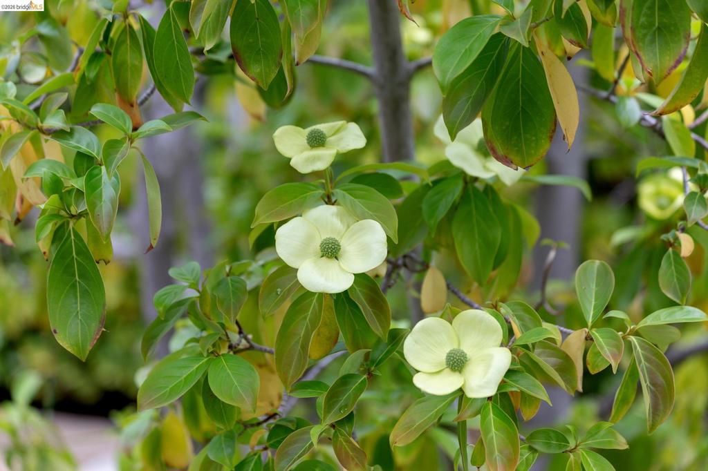 Image 60 of property listing at 153 Arbor Dr, Piedmont, CA 94610