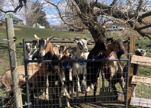 952 Carothers Rd, Pullman, WA 99163