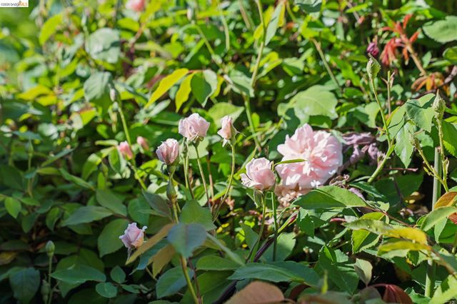 211 Meadowlark Way, Hercules, CA 94547