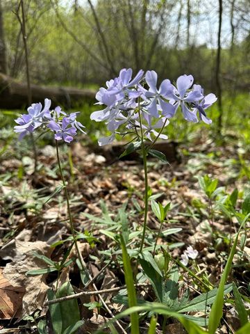 56797 M-40, Marcellus, MI 49067