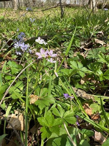 56797 M-40, Marcellus, MI 49067