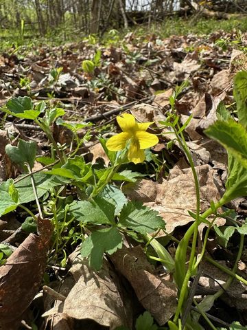 56797 M-40, Marcellus, MI 49067