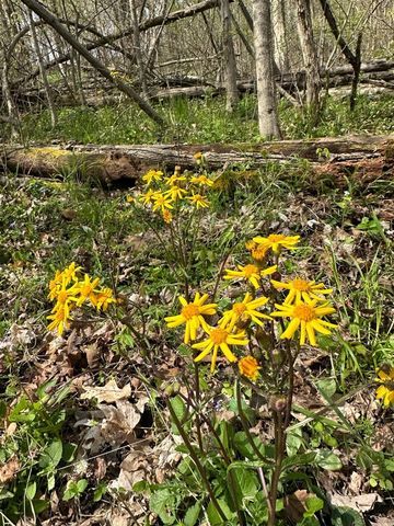 56797 M-40, Marcellus, MI 49067