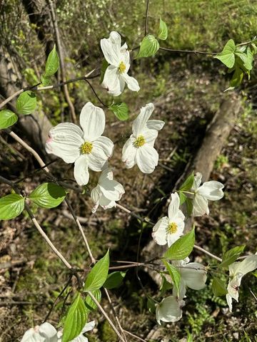 56797 M-40, Marcellus, MI 49067