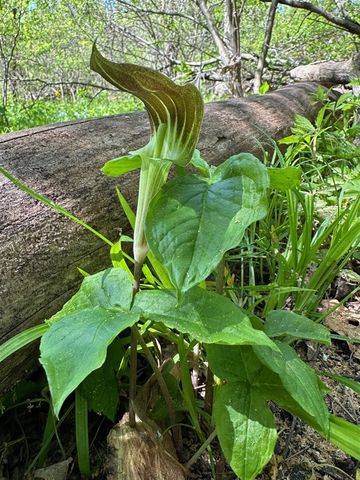 56797 M-40, Marcellus, MI 49067