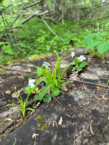 56797 M-40, Marcellus, MI 49067