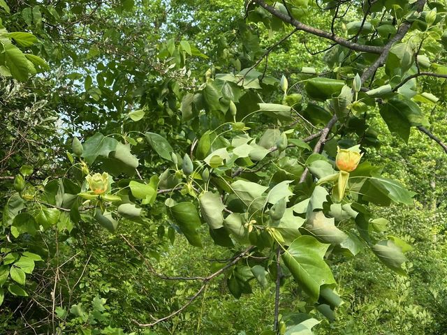 56797 M-40, Marcellus, MI 49067