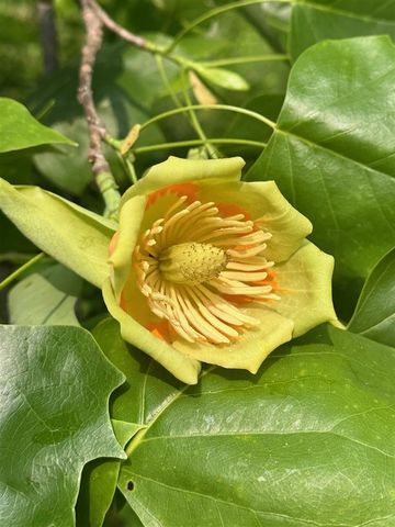 56797 M-40, Marcellus, MI 49067