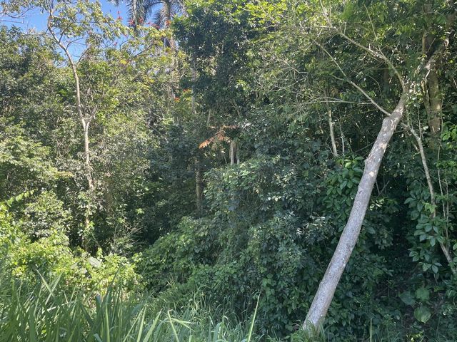 JACINTO, Caguas, PR 00725