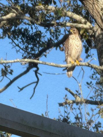 4054 CADDIE DRIVE E, Bradenton, FL 34203