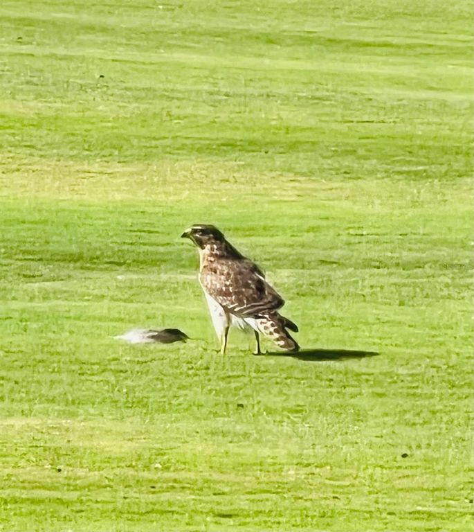 Image 45 of property listing at 4054 CADDIE DRIVE E, Bradenton, FL 34203