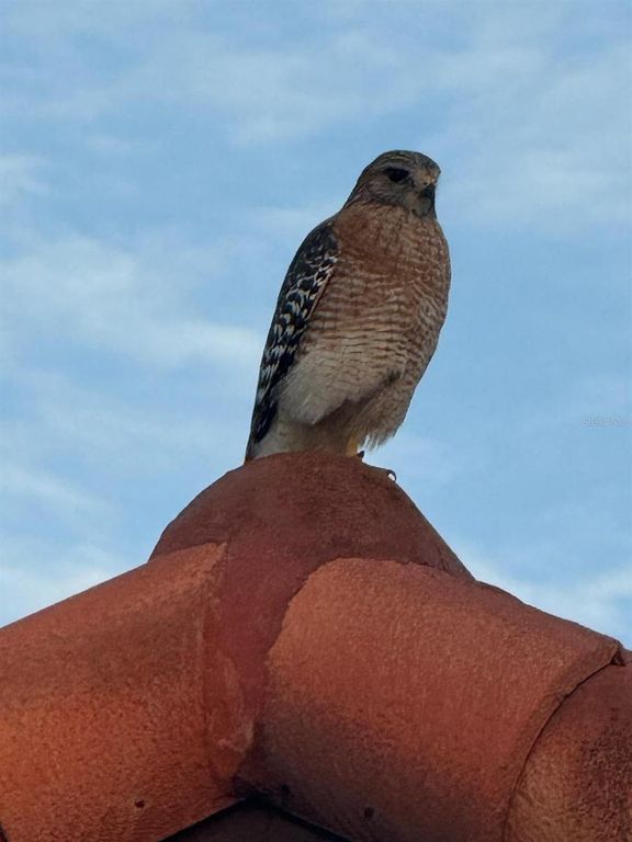 Image 46 of property listing at 4054 CADDIE DRIVE E, Bradenton, FL 34203