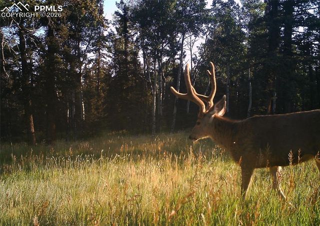 4797 County Road 42, Divide, CO 80814