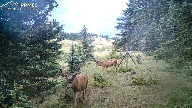 4797 County Road 42, Divide, CO 80814