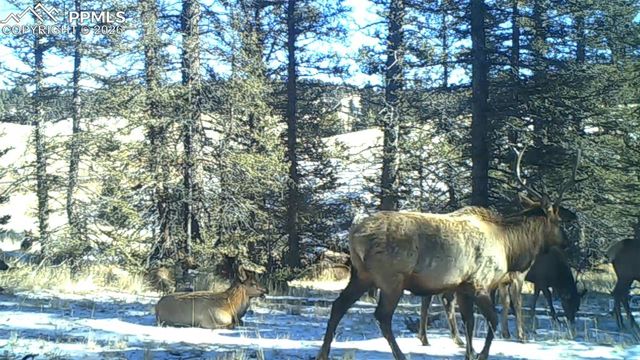 4797 County Road 42, Divide, CO 80814