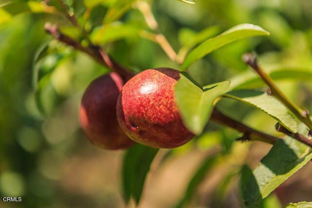 3665 Shadow Grove Road, Pasadena, CA 91107