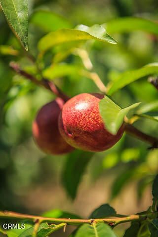 3665 Shadow Grove Road, Pasadena, CA 91107