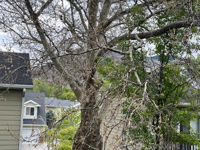 1672 S CANYONWOODS, Ogden, UT 84404