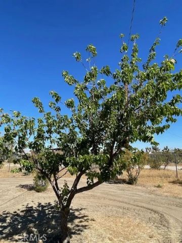 1011 Danbury, Pinon Hills, CA 92372