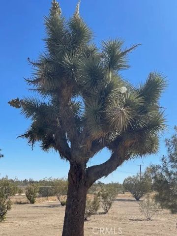 1011 Danbury, Pinon Hills, CA 92372