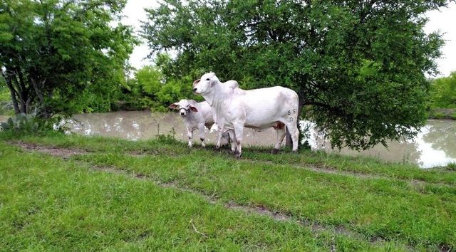 1010 Lcr 612, Mart, TX 76664