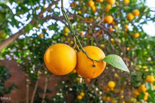 242 E Mcfarlane Drive, Ventura, CA 93001