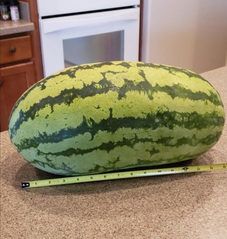 21046 COUNTY ROAD 33, Groveland, FL 34736