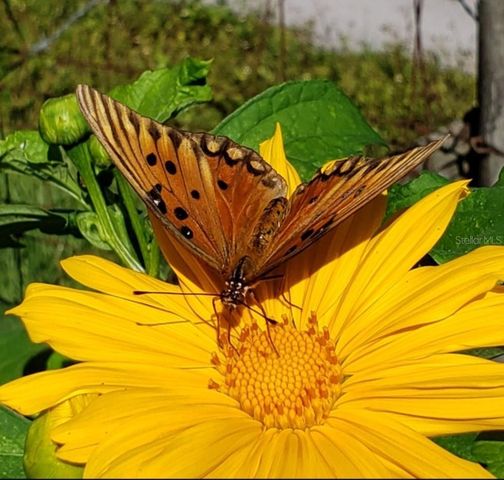 21046 COUNTY ROAD 33, Groveland, FL 34736