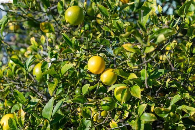 49 Windsor Ave, Kensington, CA 94708