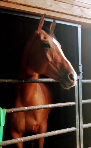 63501 300th Street, Chokio, MN 56221