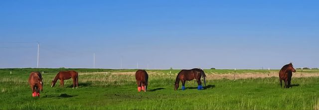 63501 300th Street, Chokio, MN 56221