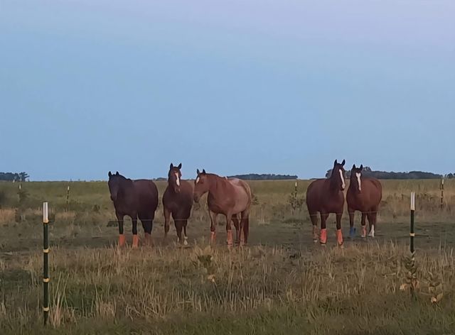 63501 300th Street, Chokio, MN 56221