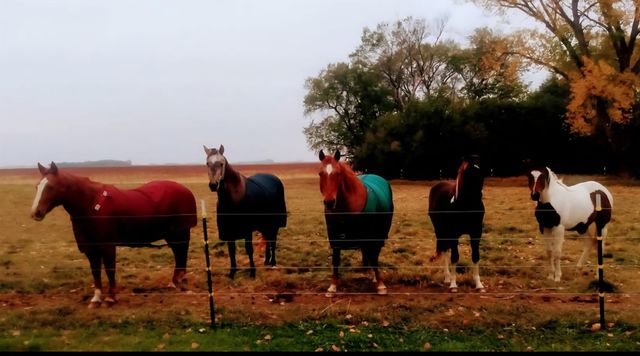 63501 300th Street, Chokio, MN 56221