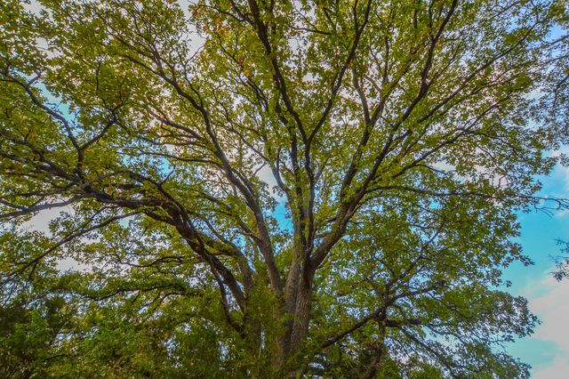 0 NE 3130, Kerens, TX 75144