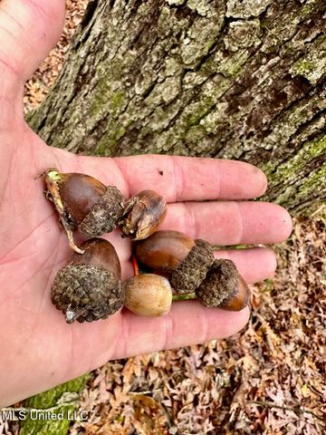 399 James Boyakin Barnett Road, Magee, MS 39111