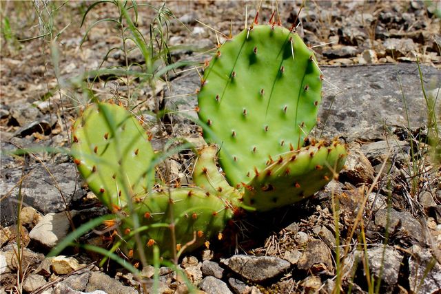 County Road 2264, Berryville, AR 72631