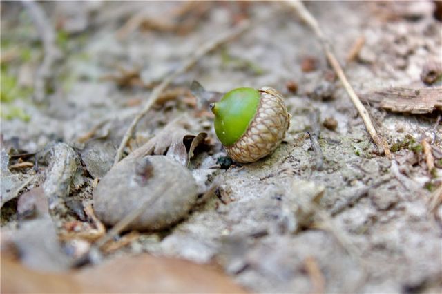 County Road 2264, Berryville, AR 72631