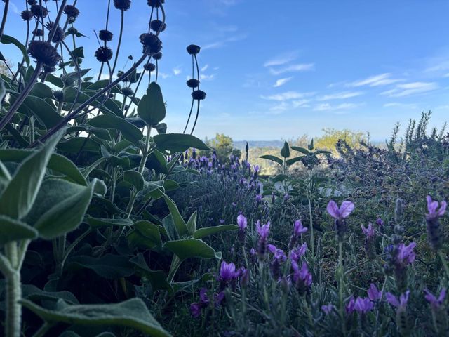 10285 Ponderosa Way, Pine Grove, CA 95665