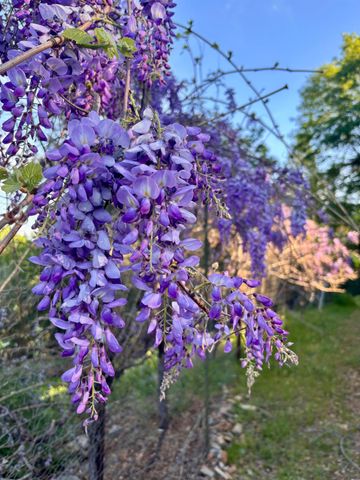 10285 Ponderosa Way, Pine Grove, CA 95665