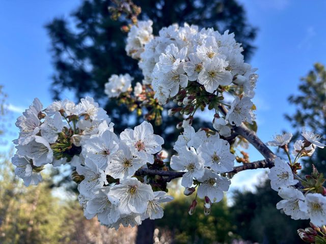 10285 Ponderosa Way, Pine Grove, CA 95665