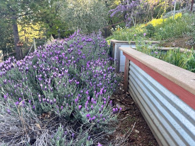 10285 Ponderosa Way, Pine Grove, CA 95665