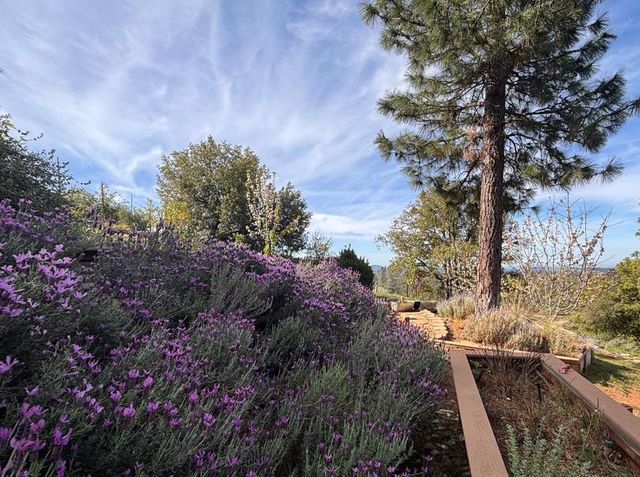 10285 Ponderosa Way, Pine Grove, CA 95665