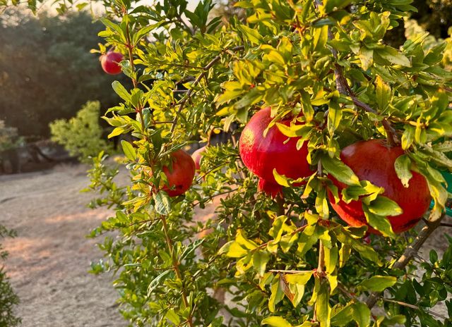 10285 Ponderosa Way, Pine Grove, CA 95665